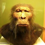 Paranthropus boisei, foto gemaakt door Lillyundfreya in het Westfälisches Museum für Archäologie, Herne